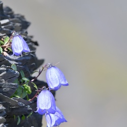 2019-08 Savoie/Aiguilles d'Arves/DSC_1450_cropped.JPG